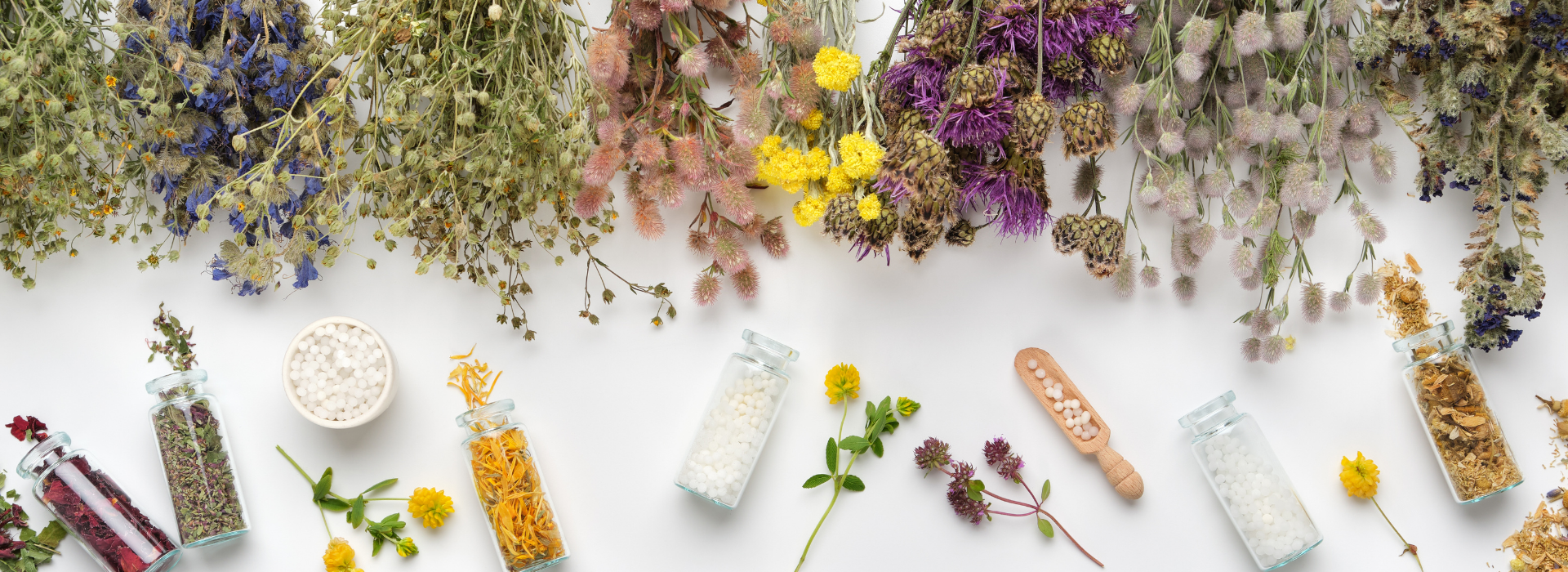 Research Articles for Commonly Used Herbs